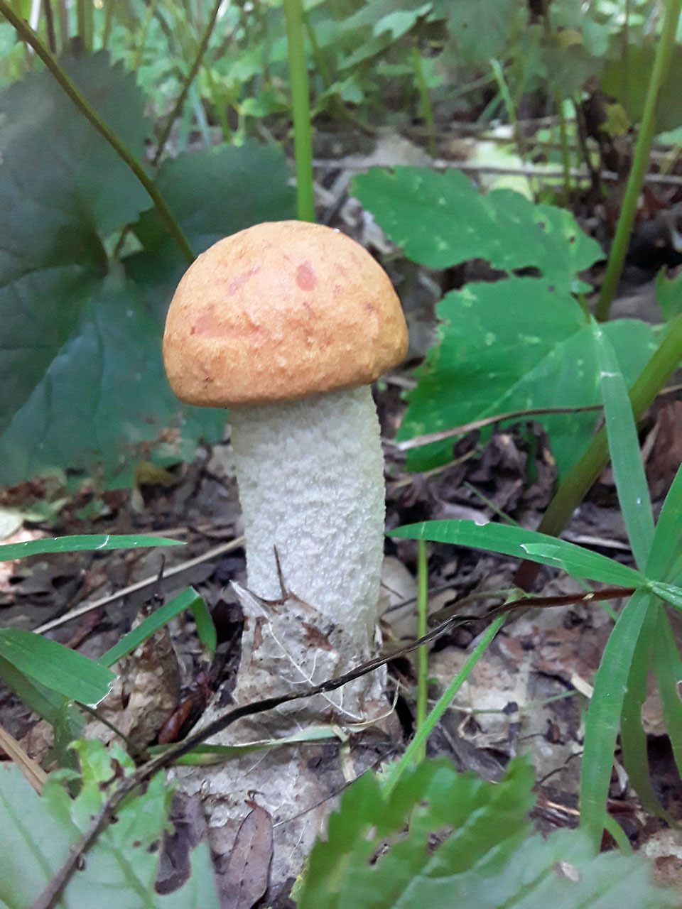 Mushrooms, forest, nature. - My, Mushrooms, Boletus, Boletus, Forest, Shashlik, Longpost