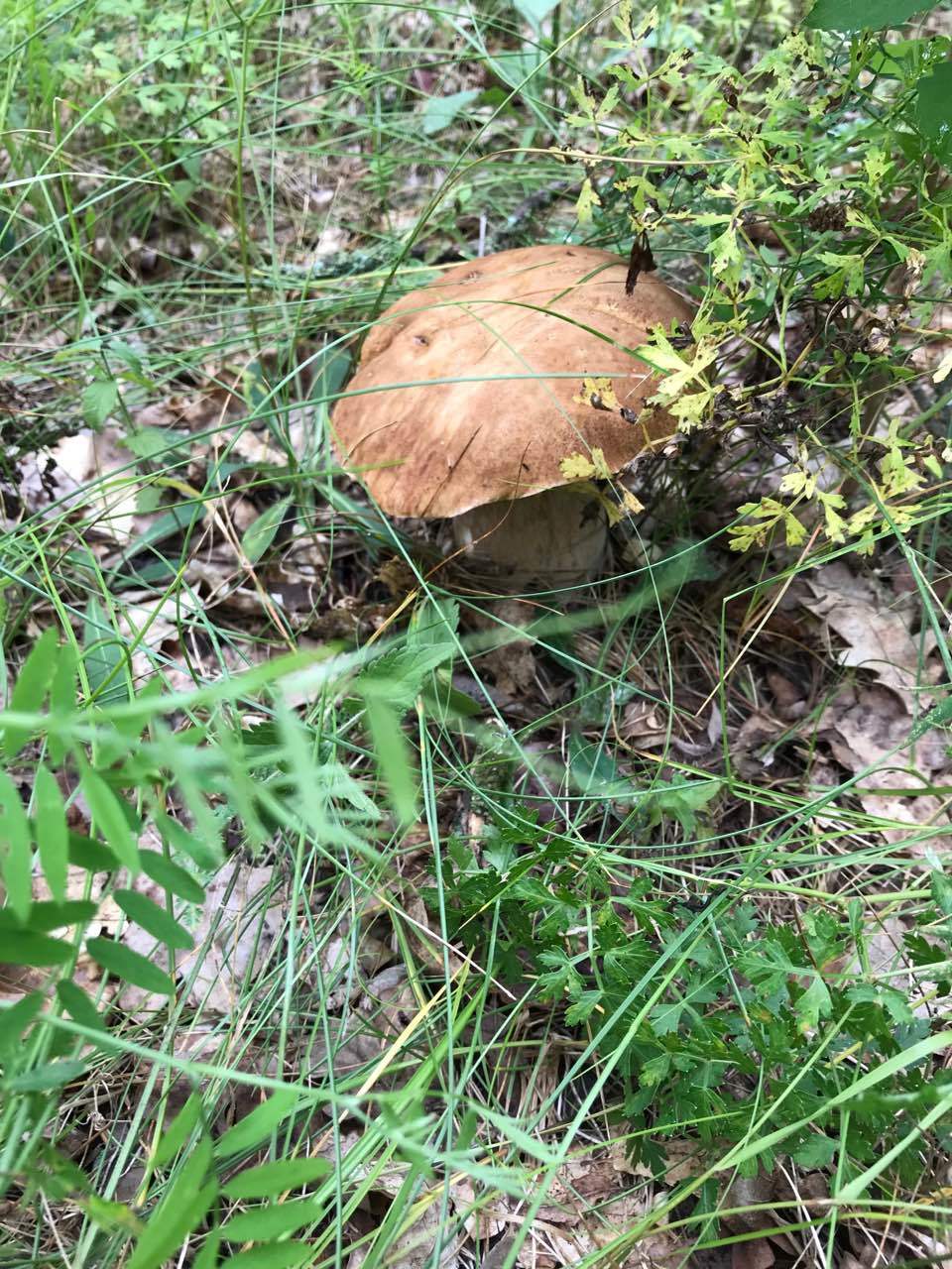 After the rain - My, Mushrooms, Boletus, Porcini, Silent hunt, Mushroom pickers, Forest, Longpost