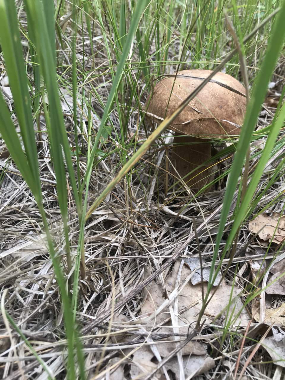 After the rain - My, Mushrooms, Boletus, Porcini, Silent hunt, Mushroom pickers, Forest, Longpost