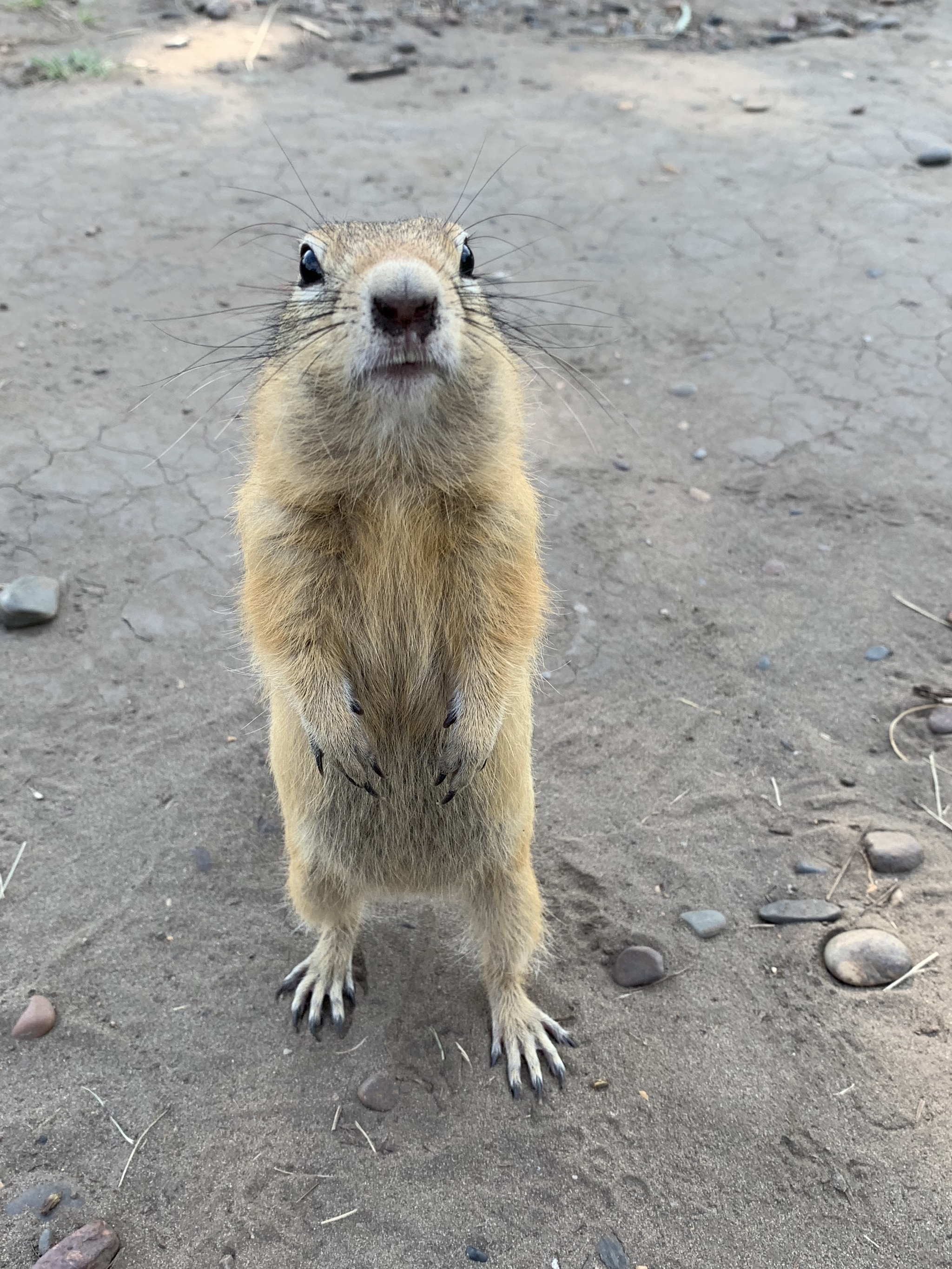 Hypochondriac question about rabies - My, Gopher, Krasnoyarsk, Tatyshev, Question, Rabies