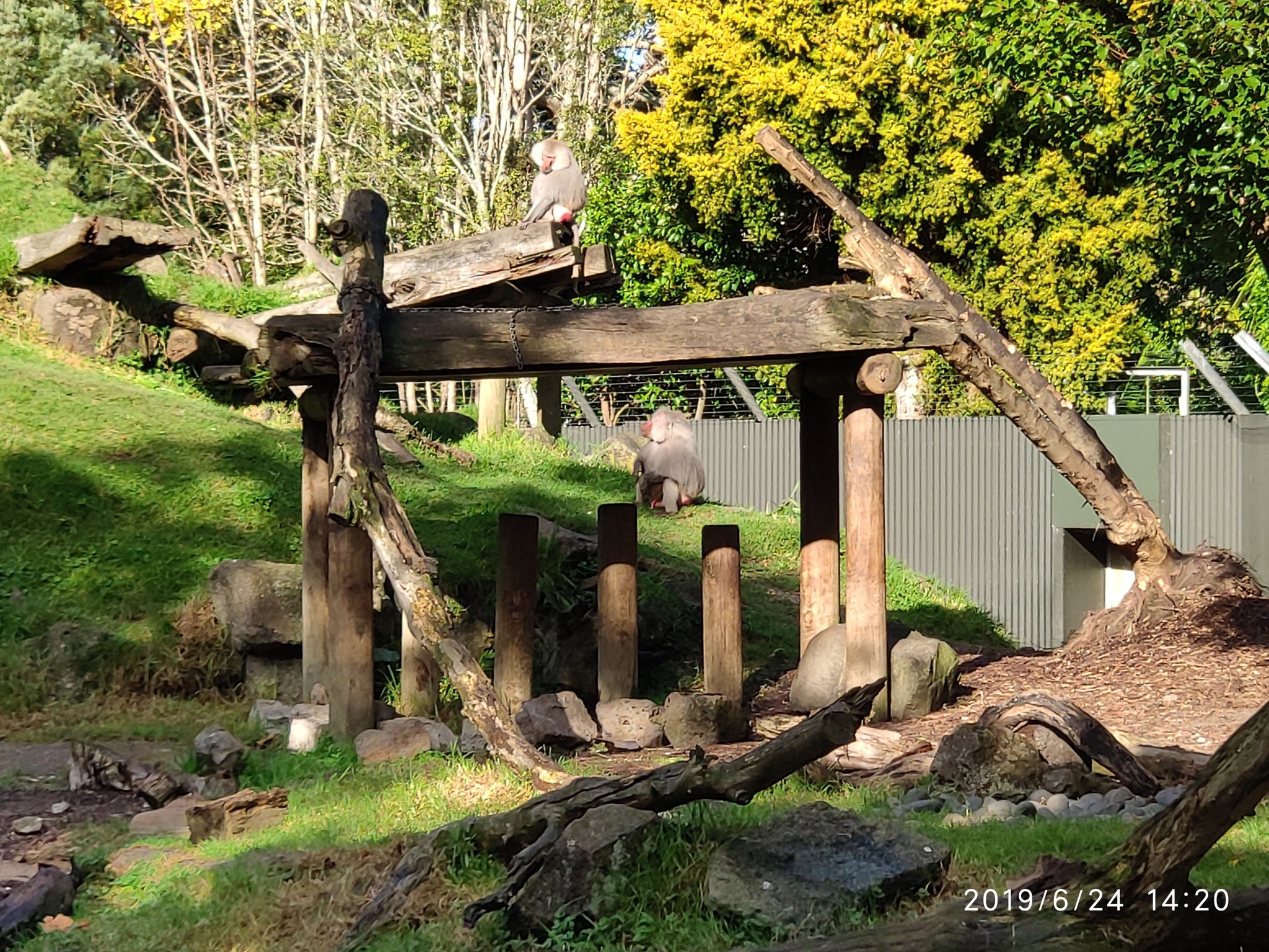 Auckland Zoo. - My, New Zealand, Zoo, Nature, Walk, Longpost