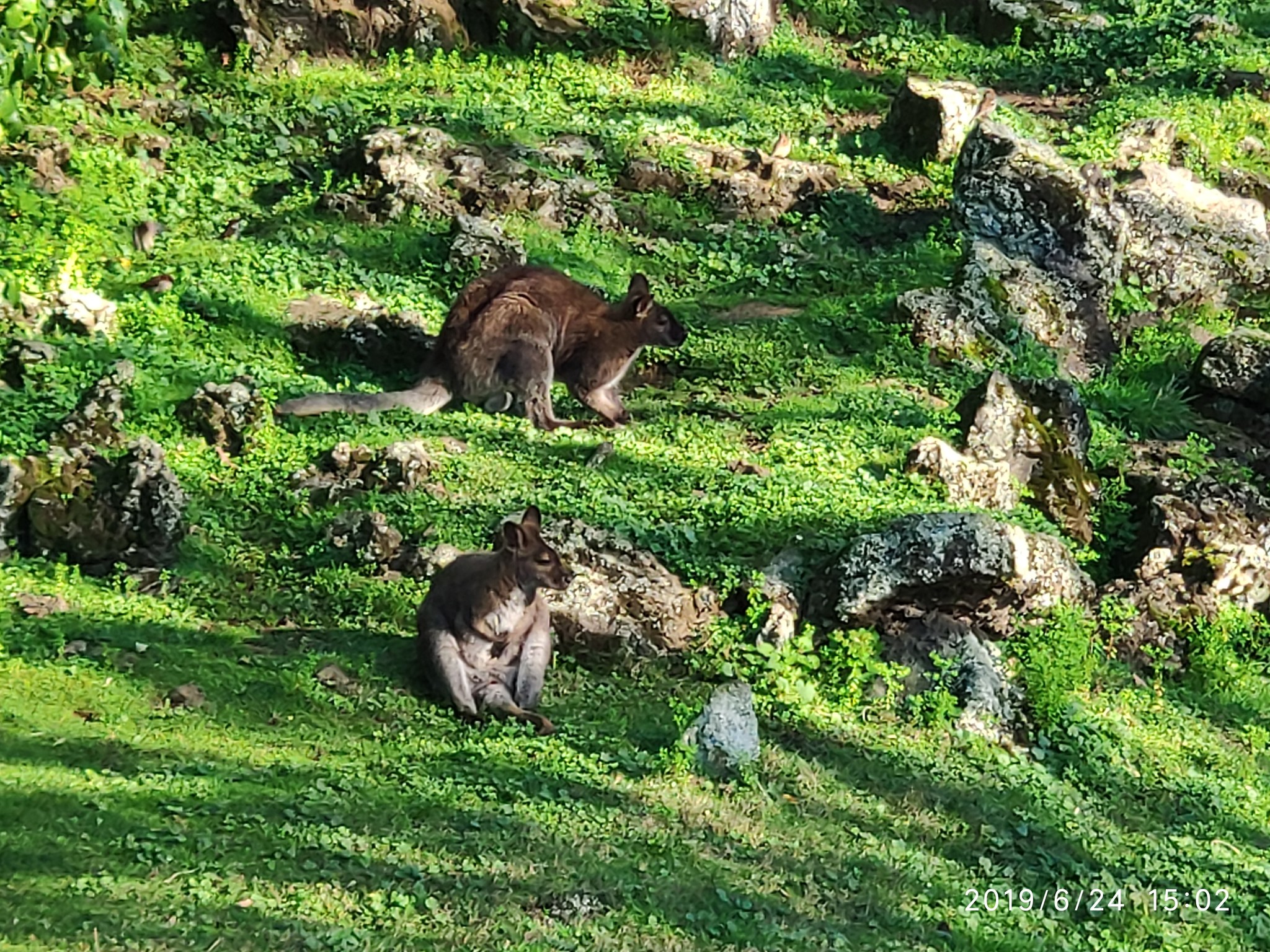 Auckland Zoo. - My, New Zealand, Zoo, Nature, Walk, Longpost