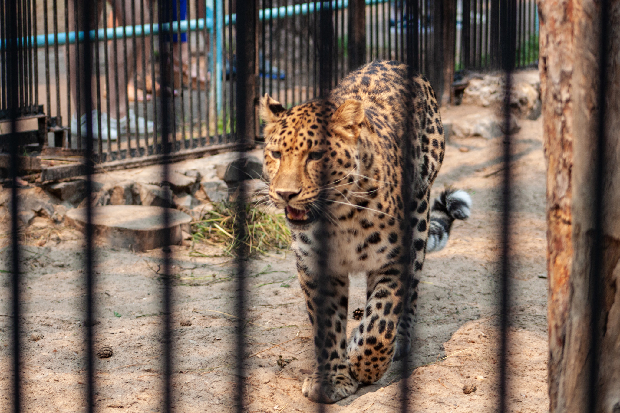 Walk around the Novosibirsk Zoo named after Rostislav Alexandrovich Shilo - My, Novosibirsk Zoo, Walk, Photo hunting, Animals, Longpost