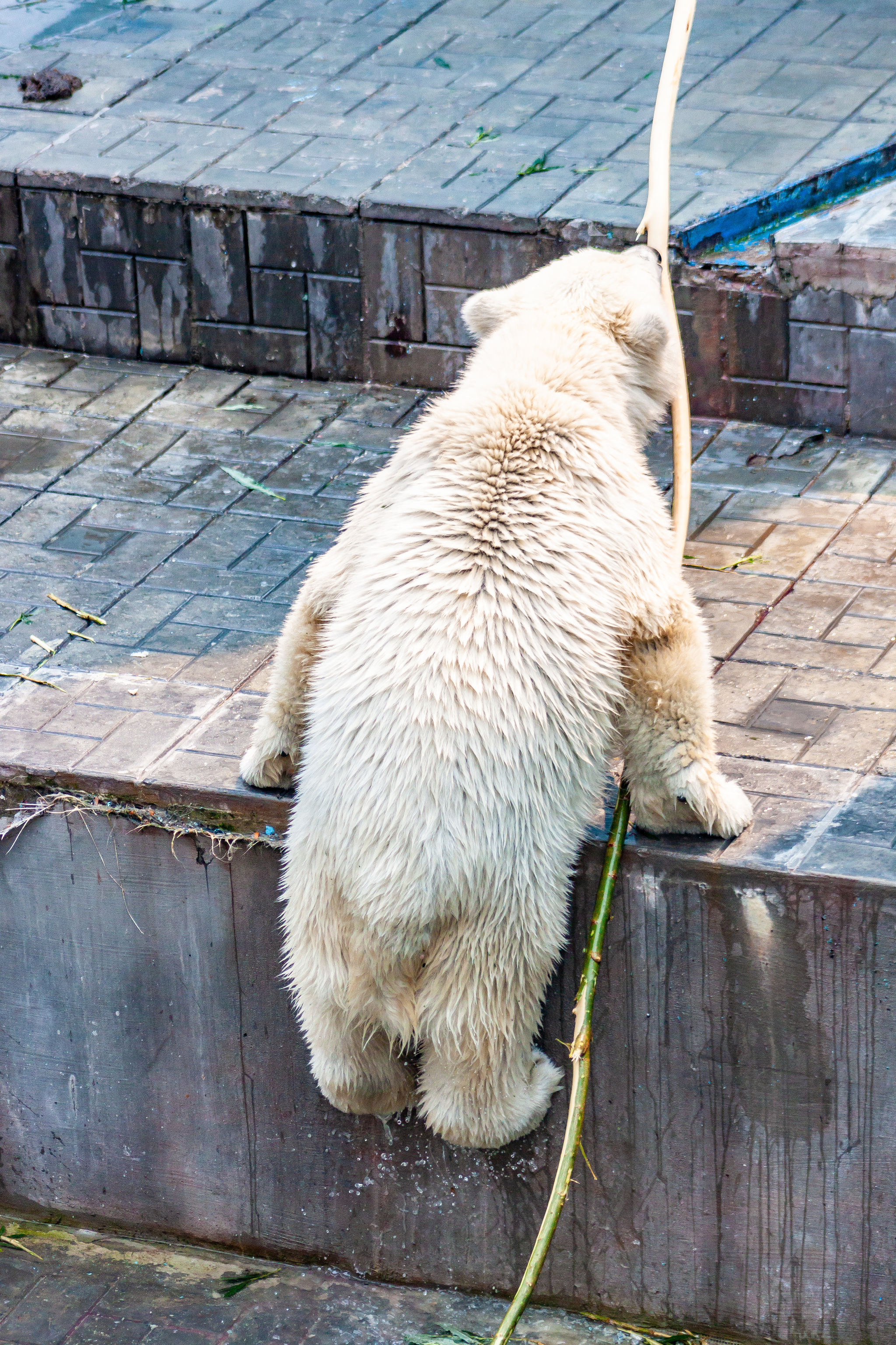 Walk around the Novosibirsk Zoo named after Rostislav Alexandrovich Shilo - My, Novosibirsk Zoo, Walk, Photo hunting, Animals, Longpost