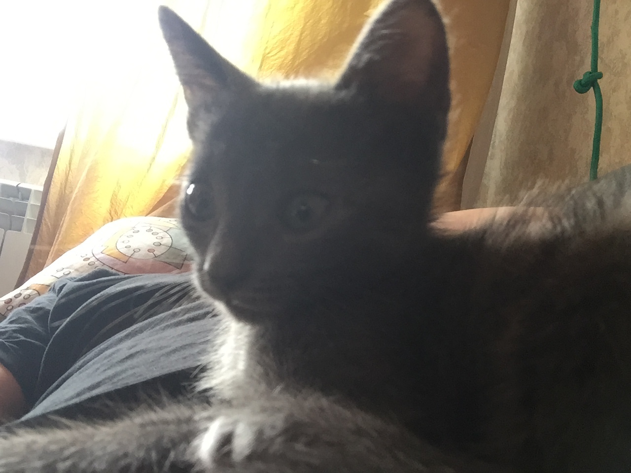 Help adopt the cats! - My, Kittens, Orenburg, In good hands, No rating, cat, Longpost