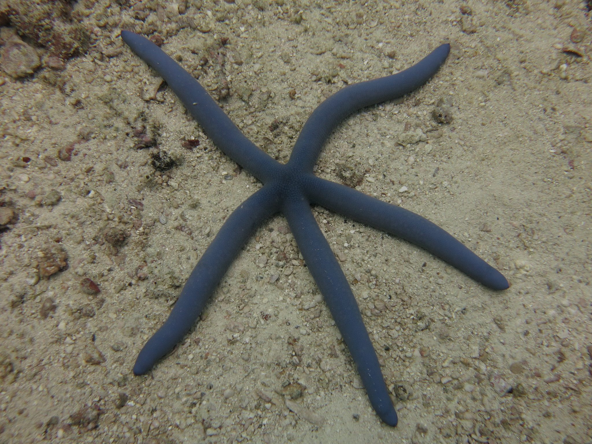 Diving. - My, Thailand, Diving, Phuket, Metal detector, Underwater search, Moray, Video, Longpost, Snake