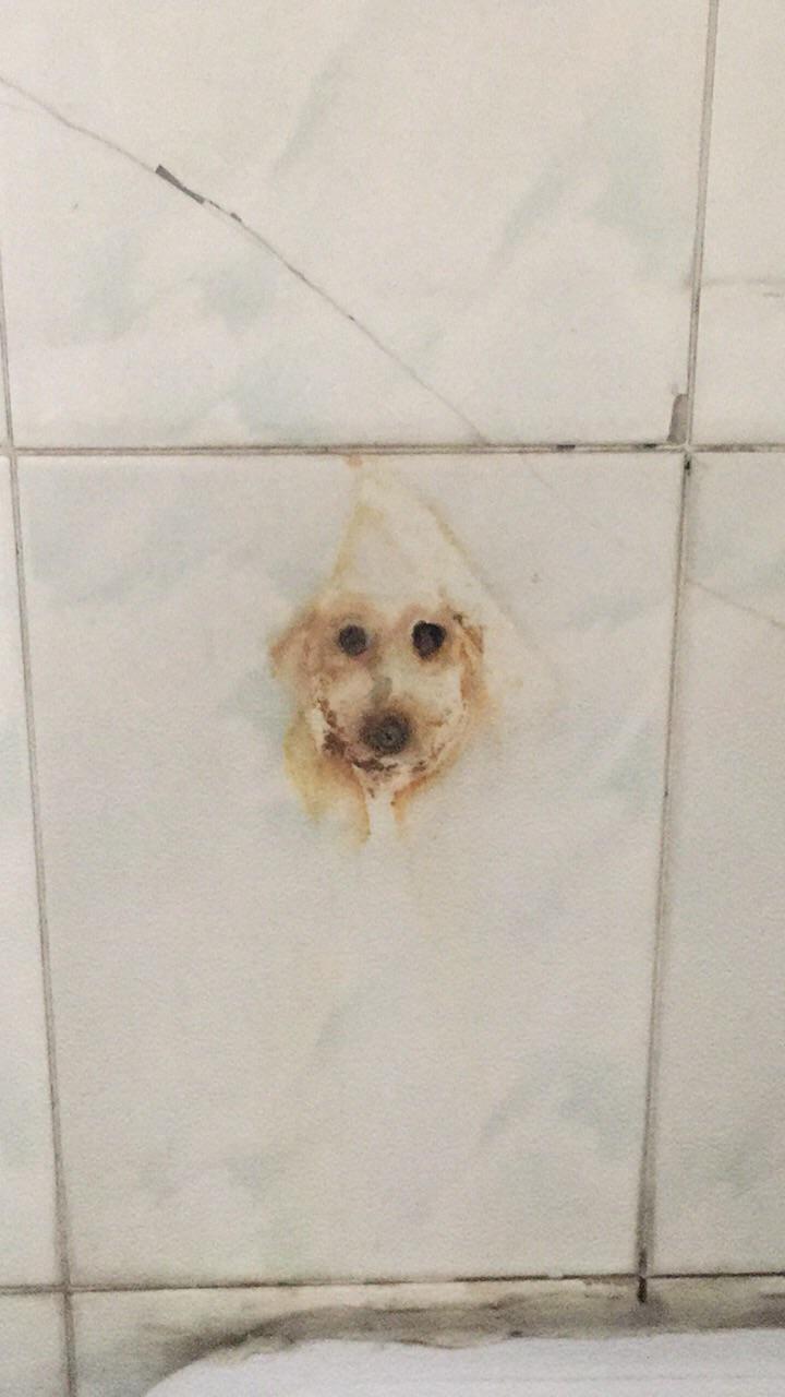 The reincarnation of a dog after the dismantling of plumbing. - Dog, Rust, It seemed, Reddit, Tile, Pareidolia