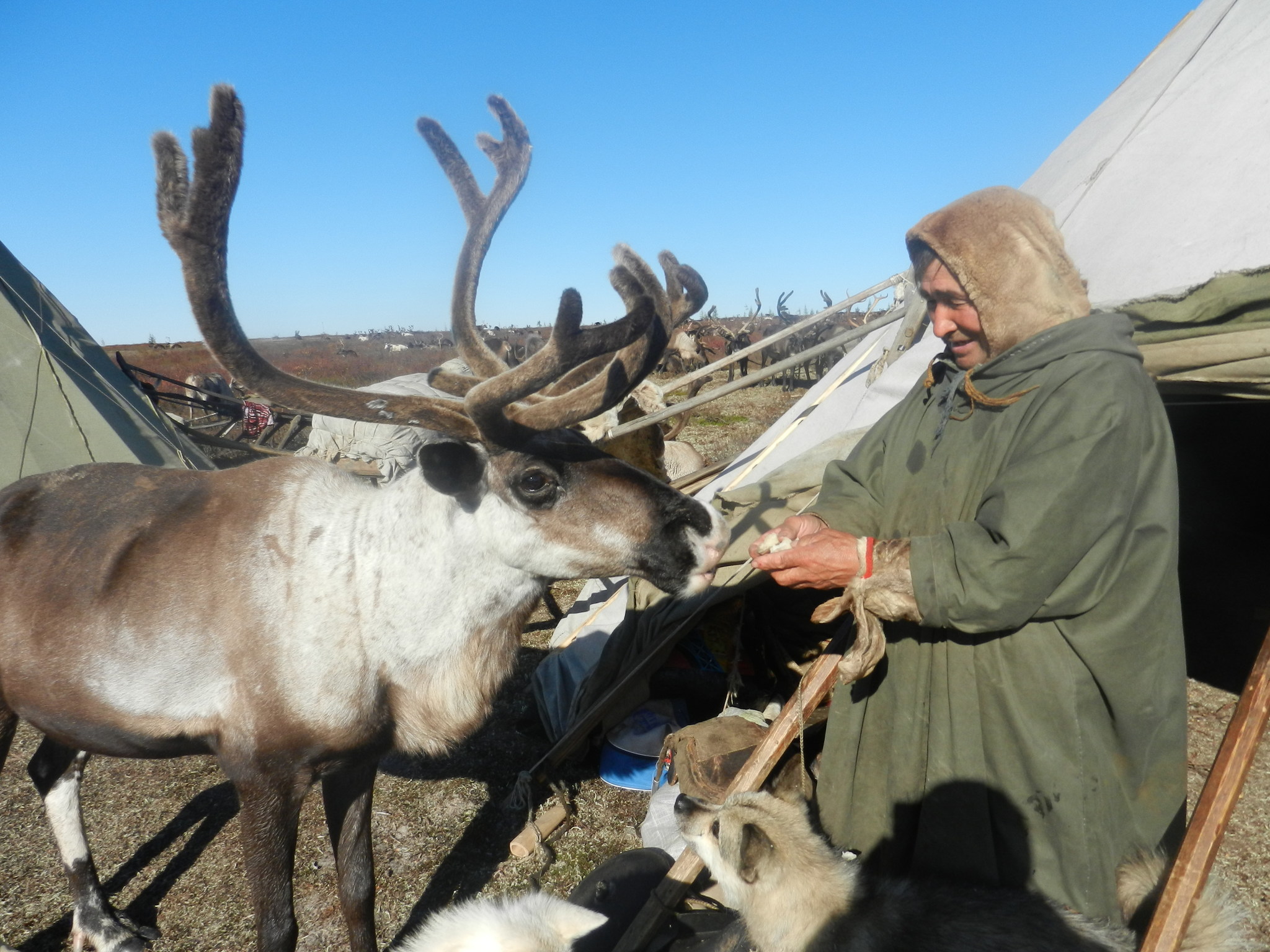 Чем зарабатывают на жизнь оленеводы. - Ямал, ЯНАО, Ненцы, Goarctic ru, Длиннопост