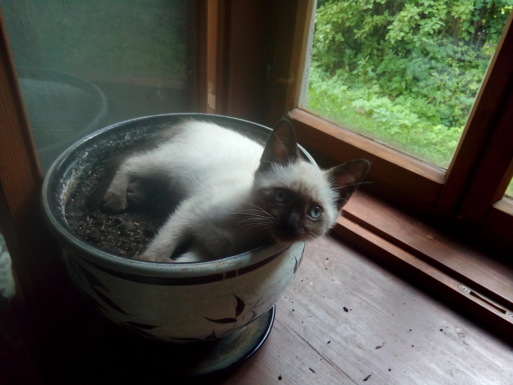 A cat is growing out of my pot again - My, cat, The photo, Flower pot