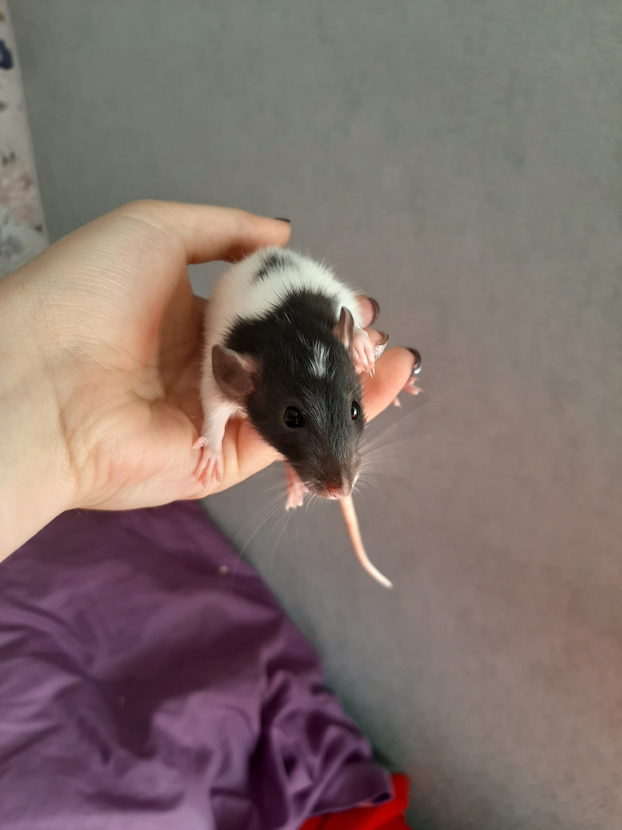 Rats are looking for new moms and dads - My, Decorative rats, Longpost, Rat, Pets, In good hands, No rating