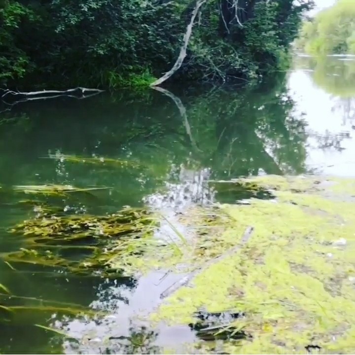 Ecological catastrophe Izyak river. Bashkiria, Blagoveshchensky district. - Ecology, Disaster, River, Pestilence, Longpost, Negative