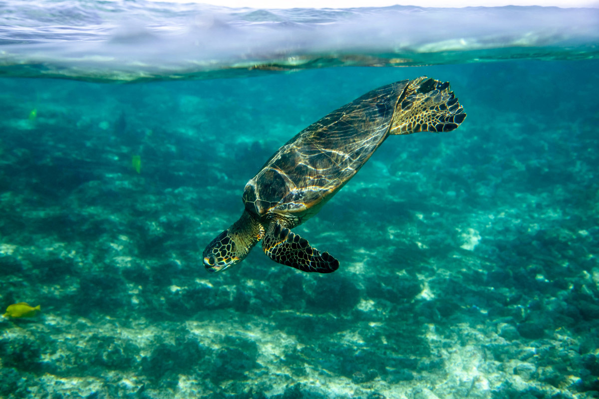 Что там под водой -2 ? - Моё, Море, Под водой, Снорклинг, Фотография, Гавайи, Длиннопост