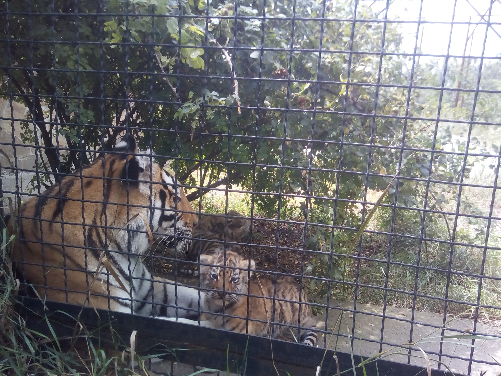 Taigan Park. - Crimea, Relaxation, Taigan Lions Park, Longpost