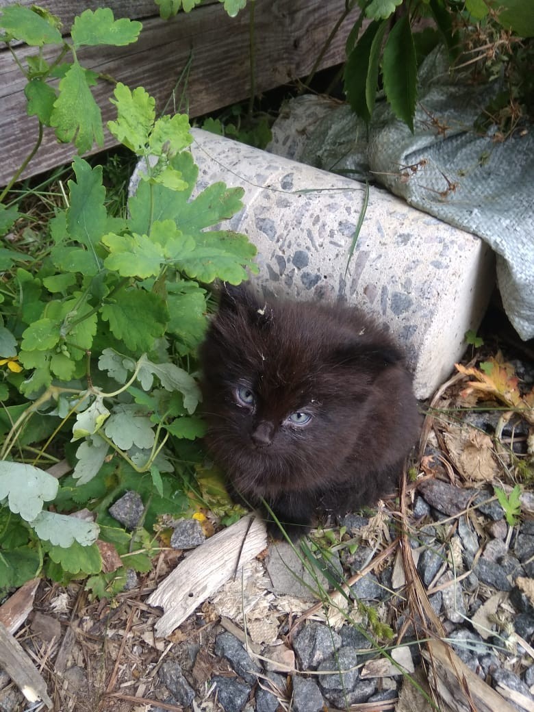 Котятам нужен дом - Моё, В добрые руки, Бесплатно, Животные, Котята, Без рейтинга, Ленинградская область, Длиннопост, Кот