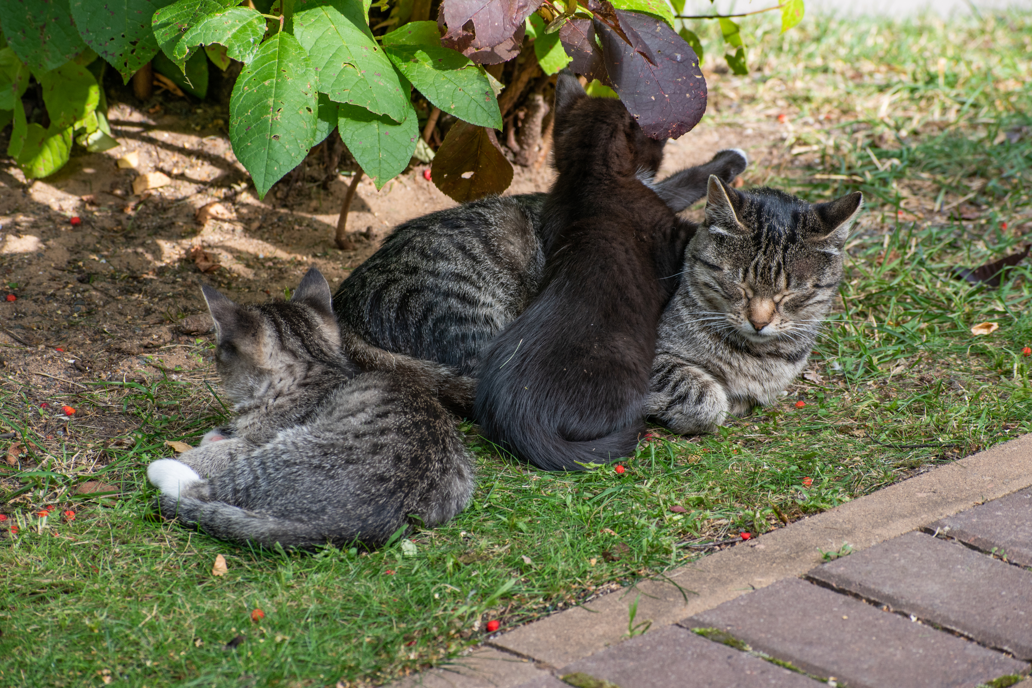 Kittens with mom - My, Catomafia, Kittens, cat, The photo, Longpost