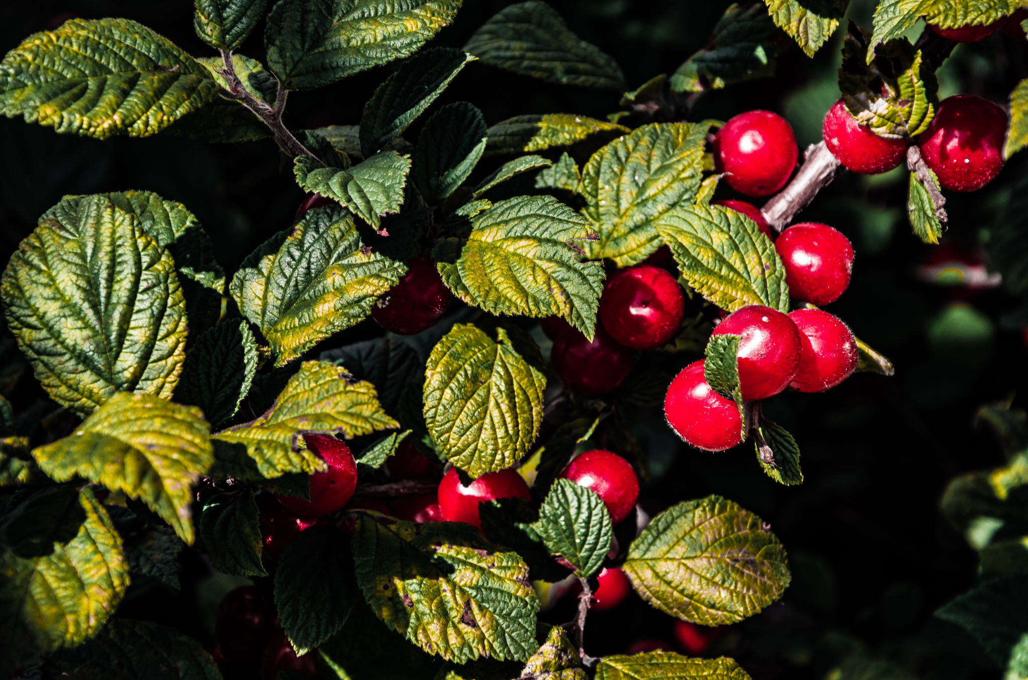 Gifts of summer - My, The photo, Macro photography, Berries, Apples, Nature, Longpost