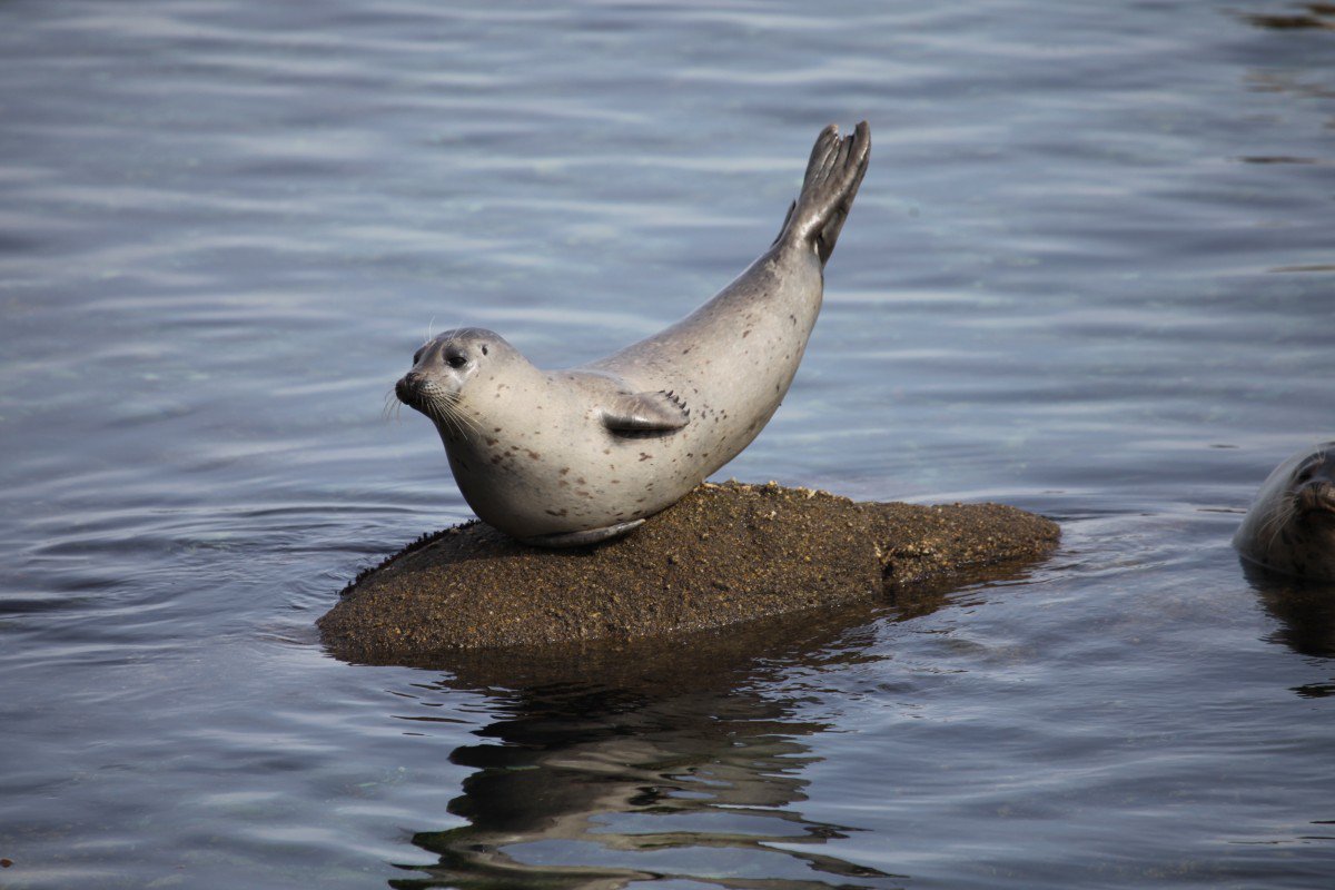 The most important thing I learned today is that sometimes seals stand in the banana pose. This happens when they are happy and safe. - Seal, Milota, Longpost, Animals, Wild animals, Humor