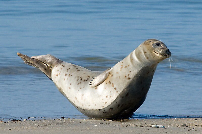 The most important thing I learned today is that sometimes seals stand in the banana pose. This happens when they are happy and safe. - Seal, Milota, Longpost, Animals, Wild animals, Humor