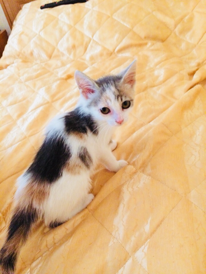 Kitten Arya is looking for a home - My, I will give, cat, Longpost, No rating, In good hands, Saint Petersburg, Leningrad region, Looking for a master