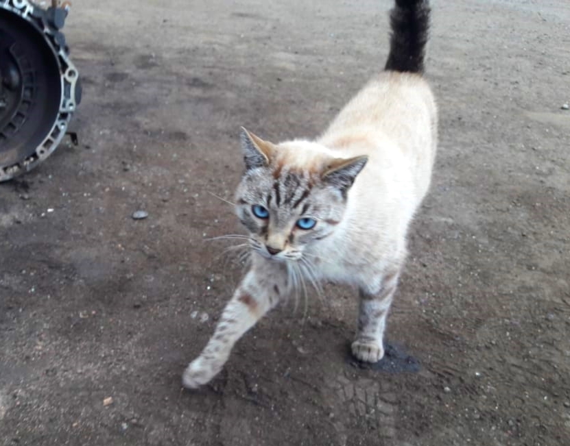 A former domestic Thai cat with cosmic eyes is looking for a home. - My, cat, In good hands, No rating, Help, Saint Petersburg, Longpost, Helping animals