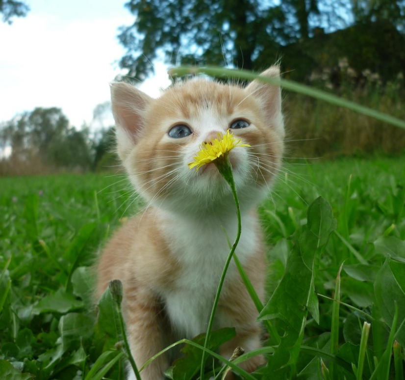 What does summer smell like? - cat, Flowers, Dandelion, From the network