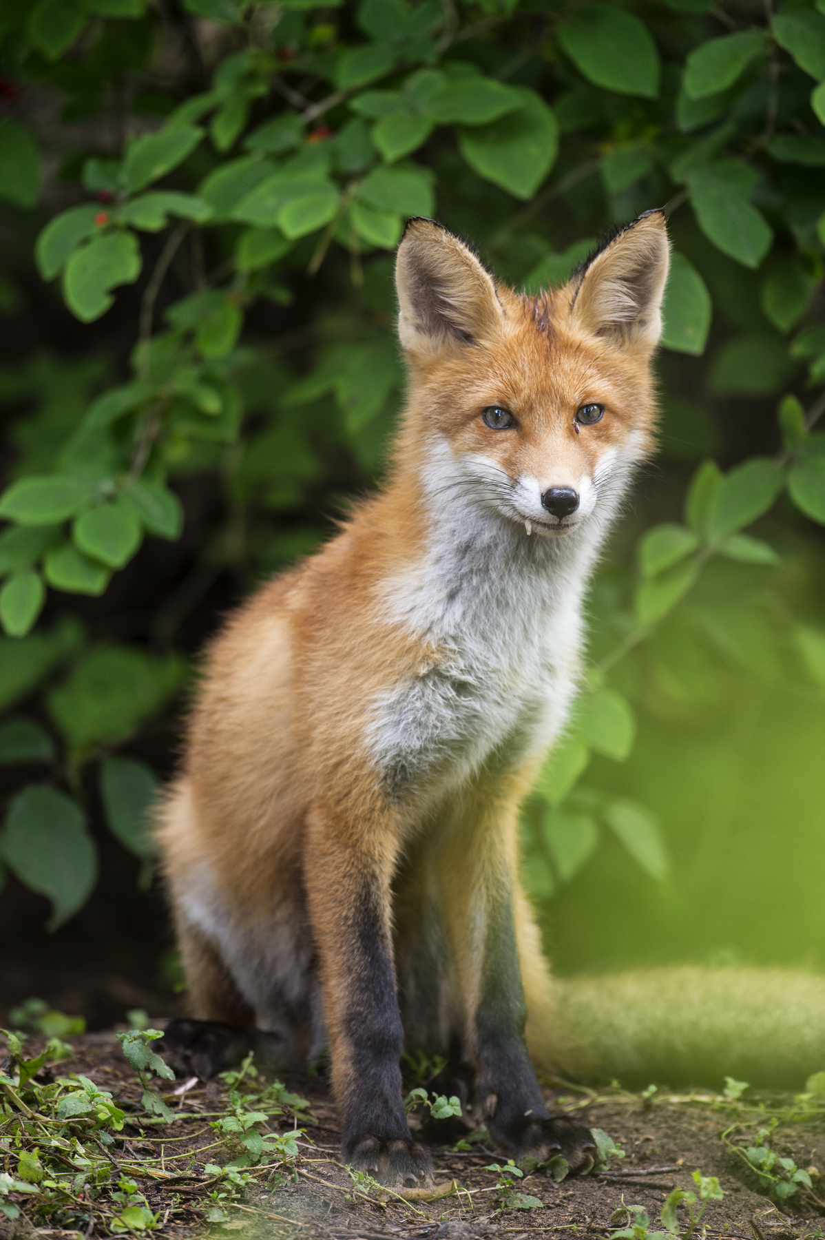 Photogenic redhead =) - Fox, The photo, Longpost