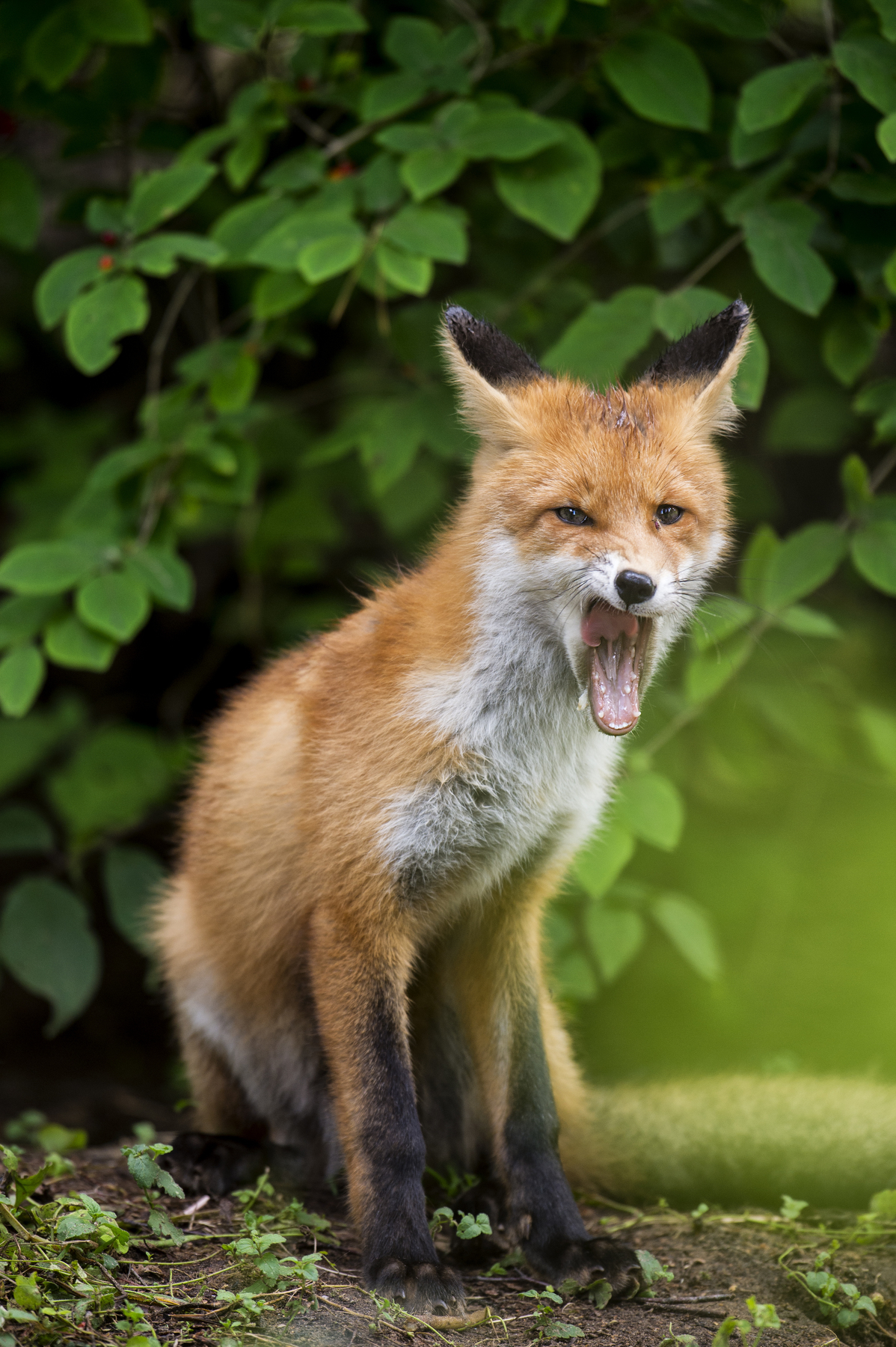 Photogenic redhead =) - Fox, The photo, Longpost