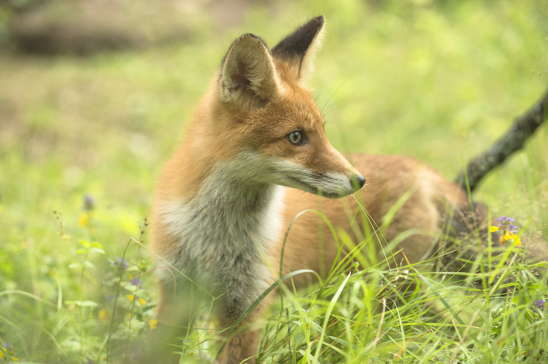 Photogenic redhead =) - Fox, The photo, Longpost