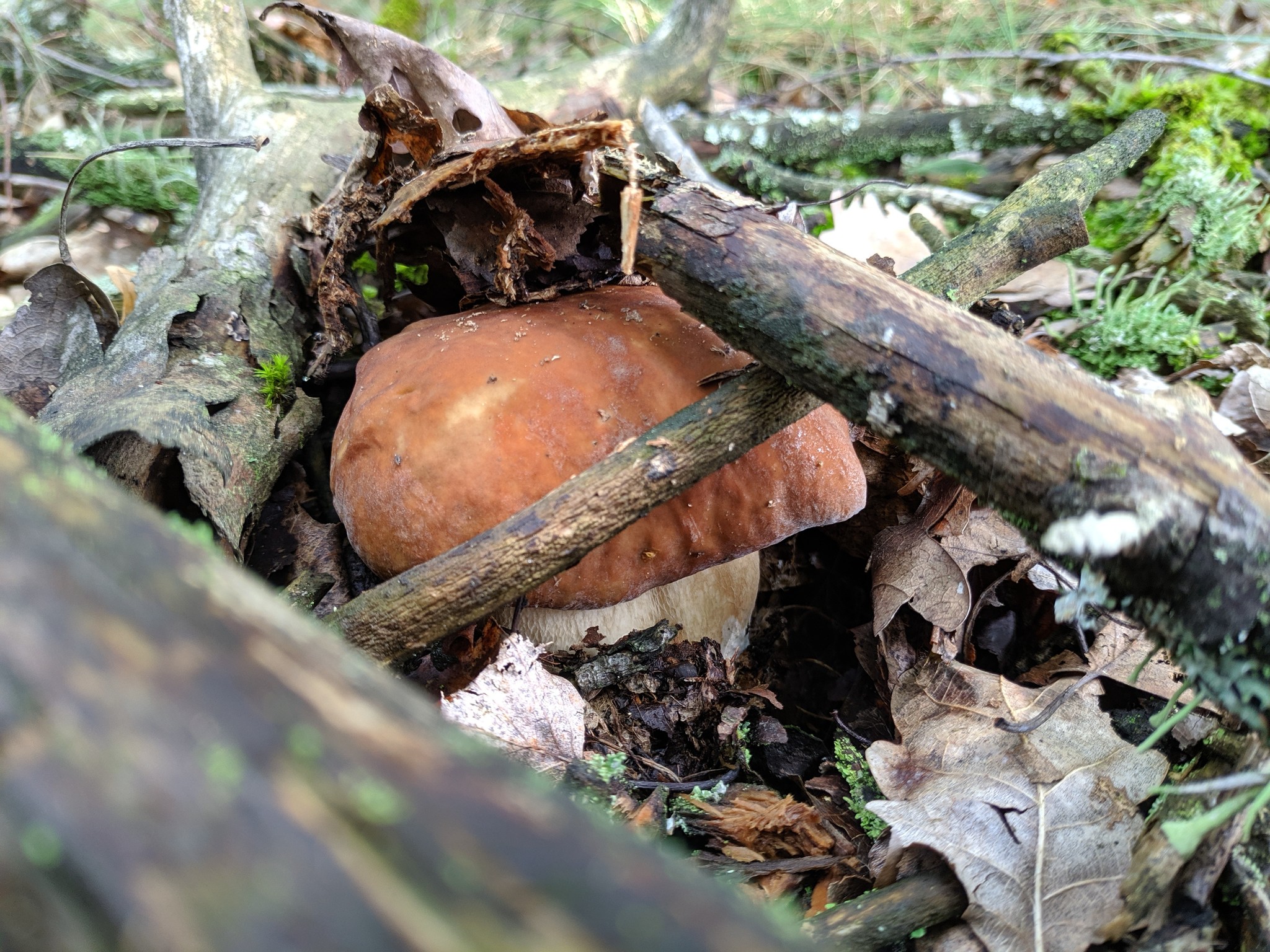 Silent hunt - My, Silent hunt, Mushrooms, Longpost