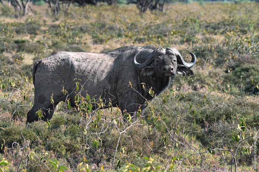 Romanticism and Rhinos - My, The photo, Africa, Kenya, Safari, Animals, wildlife, Longpost