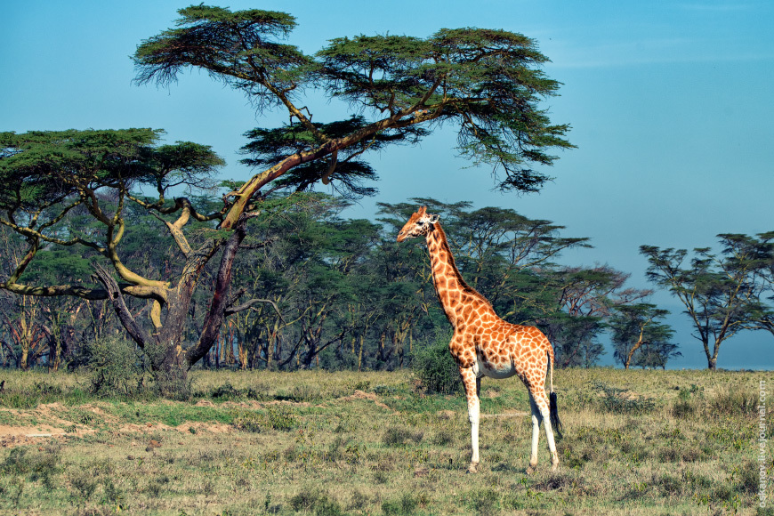 Romanticism and Rhinos - My, The photo, Africa, Kenya, Safari, Animals, wildlife, Longpost