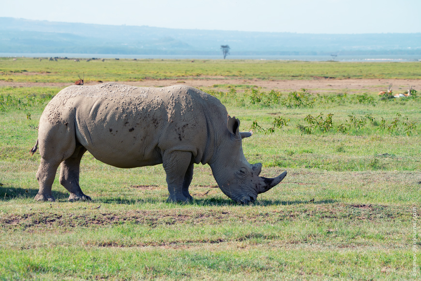 Romanticism and Rhinos - My, The photo, Africa, Kenya, Safari, Animals, wildlife, Longpost