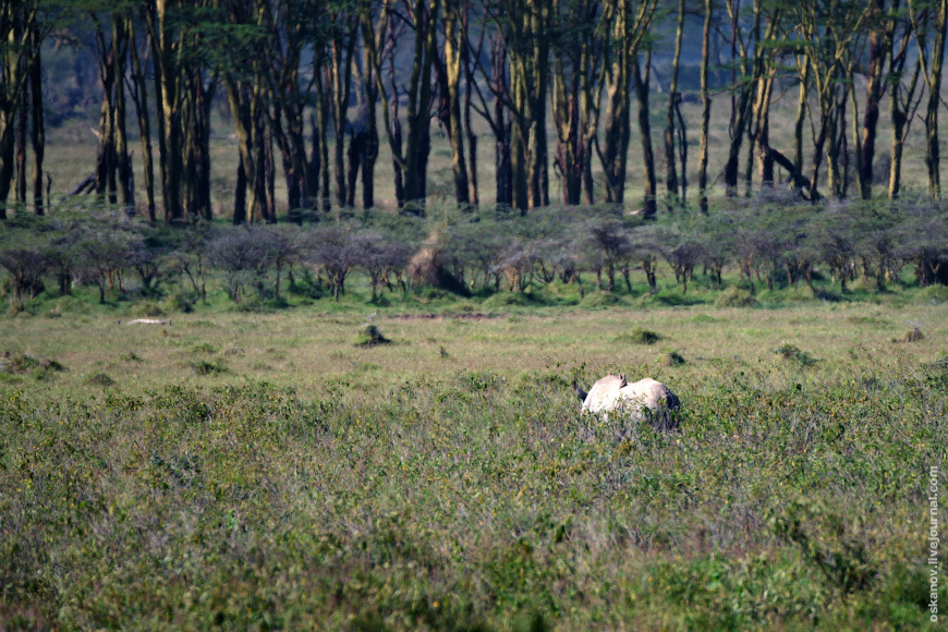 Romanticism and Rhinos - My, The photo, Africa, Kenya, Safari, Animals, wildlife, Longpost