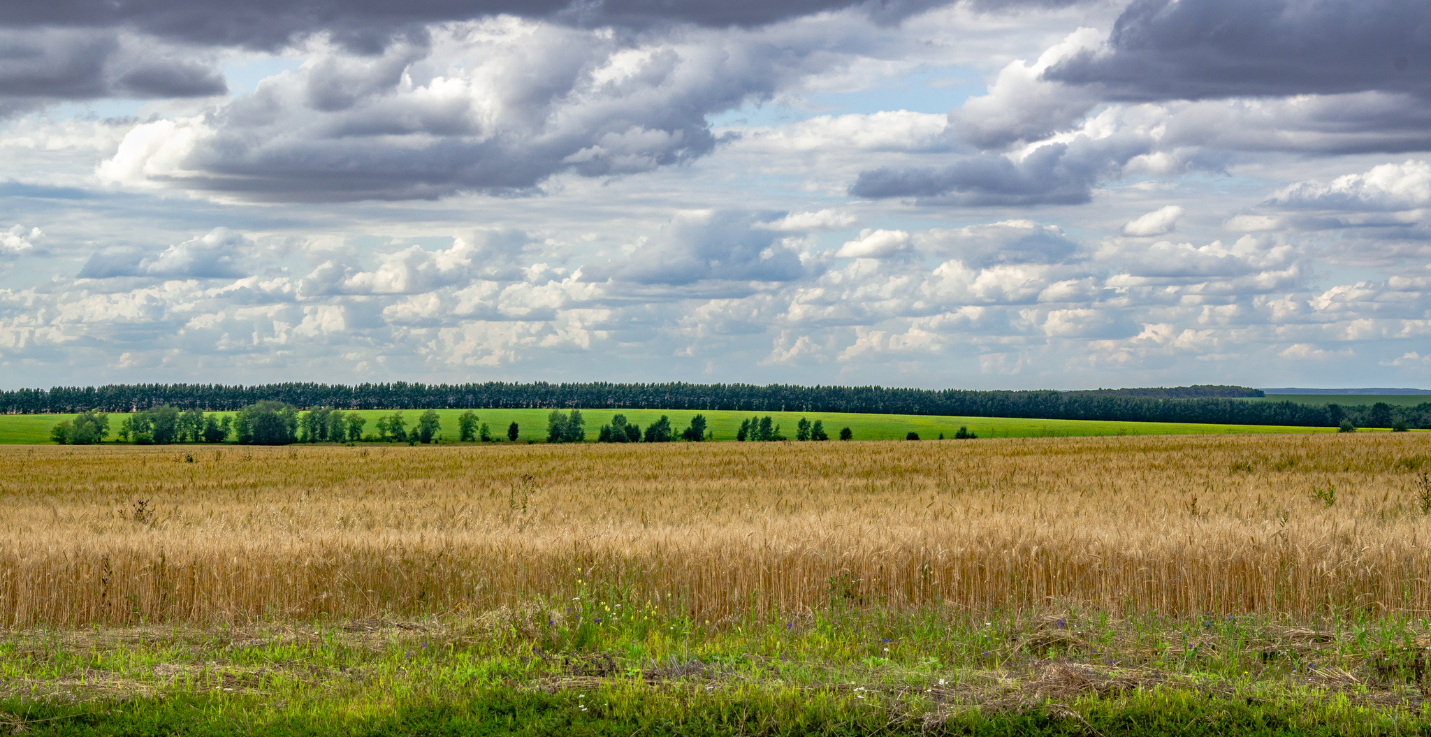 Russian field