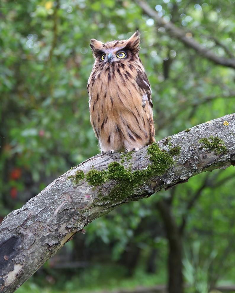 Fish owl. From wool. Wallow. Handmade. - My, Needlework without process, Dry felting, Creation, Needlework, Toys, Handmade, Birds, Longpost