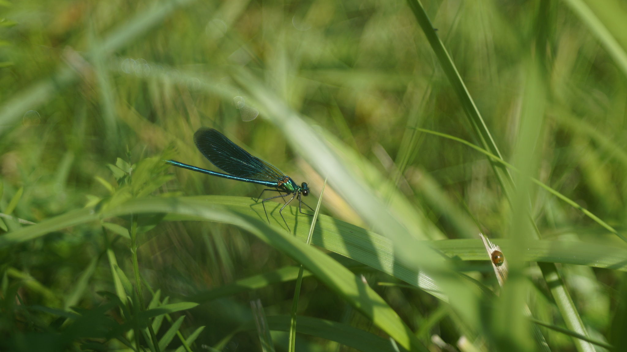 lens difference) - My, The photo, Dragonfly, Comparison