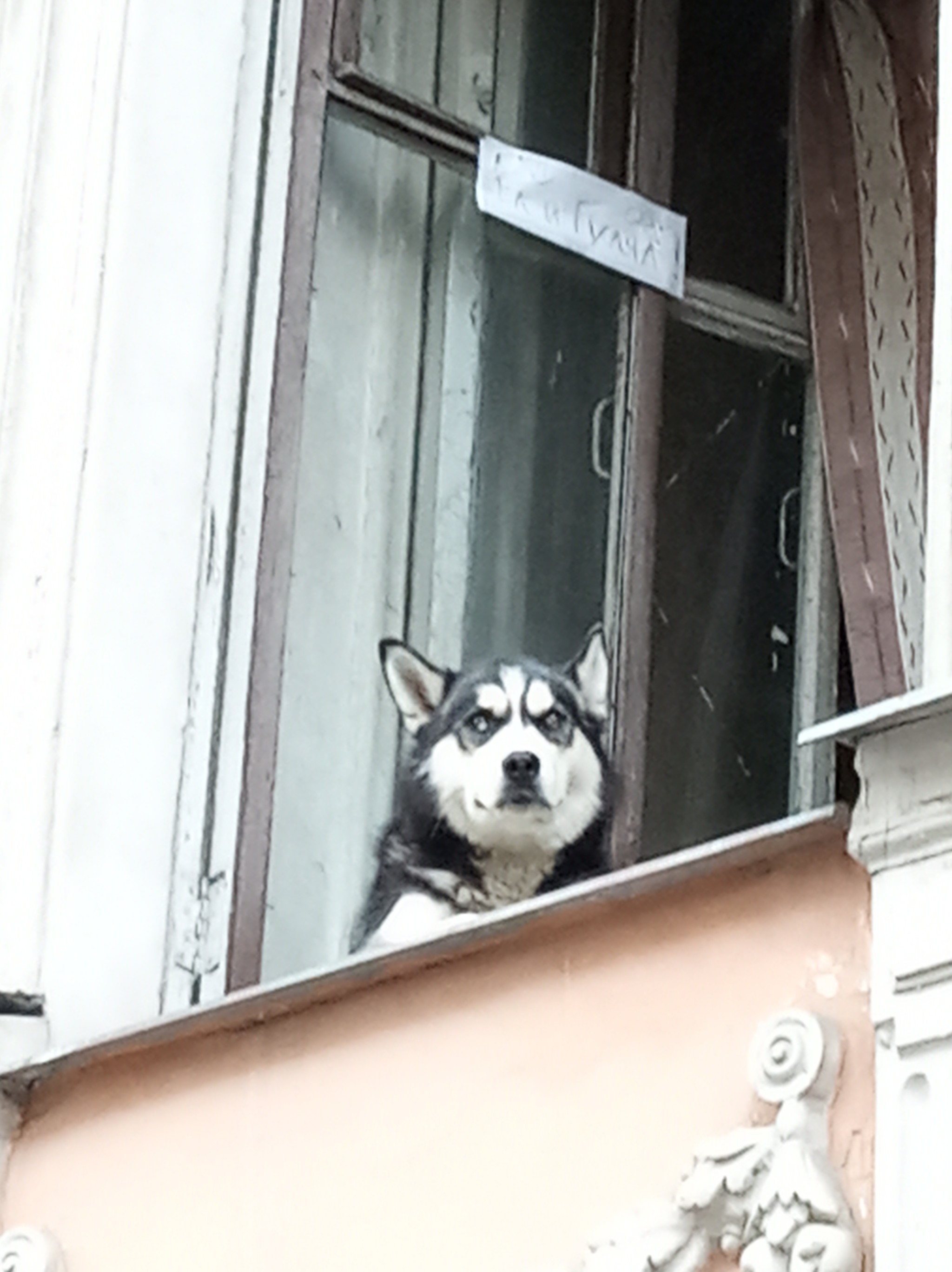 Eating and walking - My, Dog, In the window, The street, Walk, Longpost, Husky