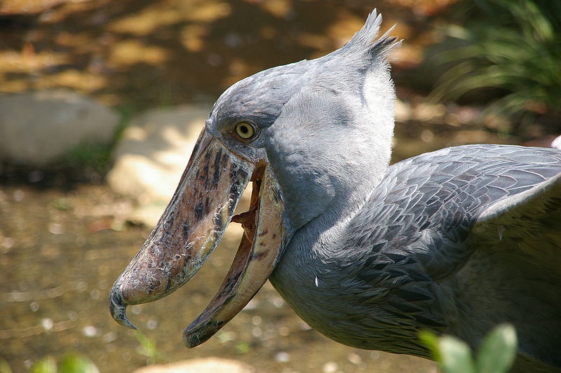 Kitoglav. - Shoebill, Birds, Longpost