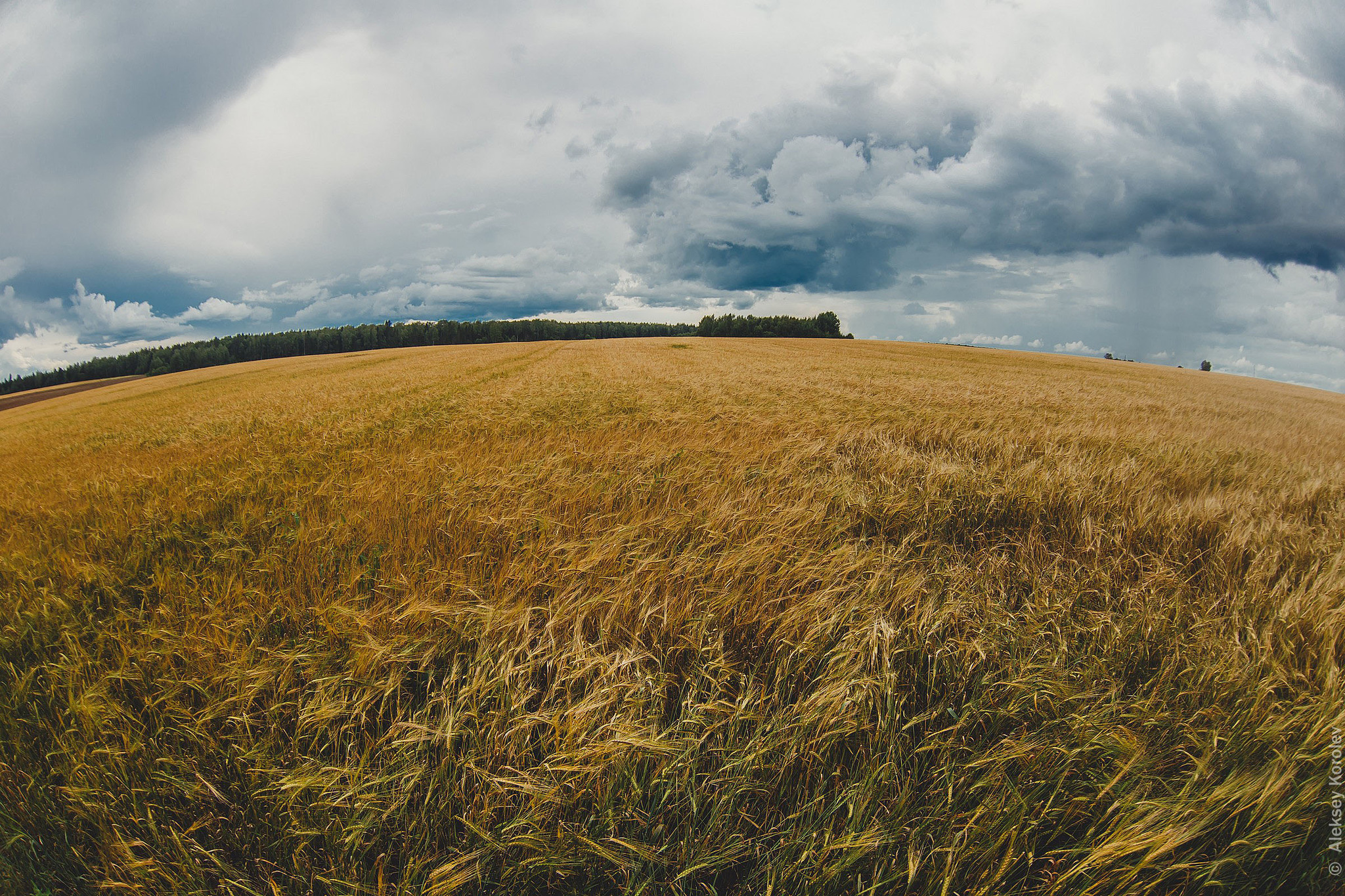 The rain is coming - My, Sky, Harvest, Weather, Field, The photo