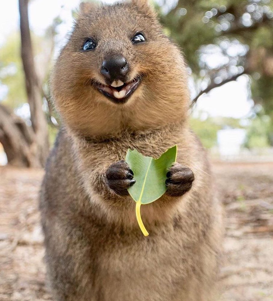 Here's a quokka for you (google yourself) - Quokka, Milota, Instagram, Longpost