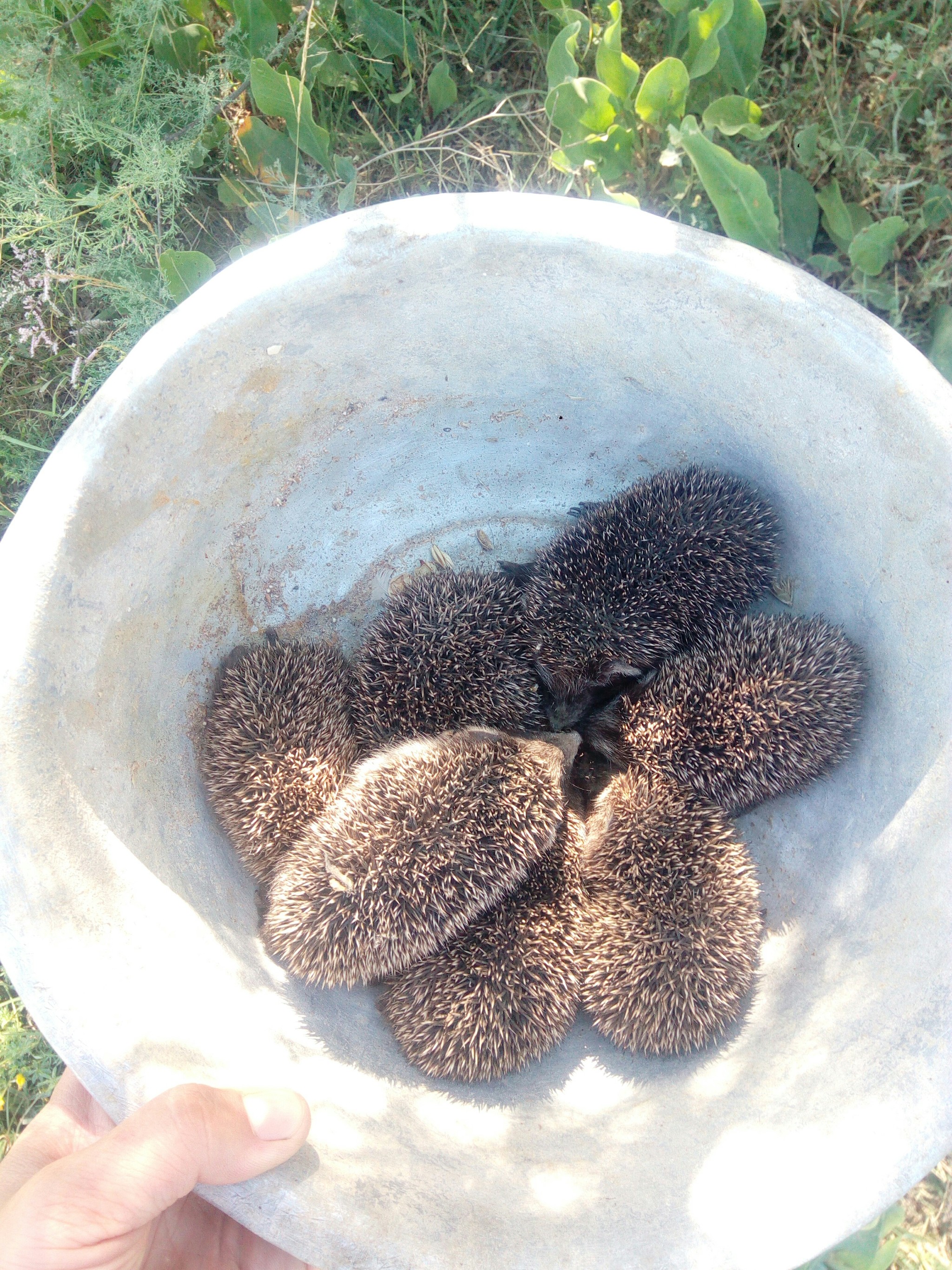 prickly balls - Hedgehog, Nature, Video, Longpost