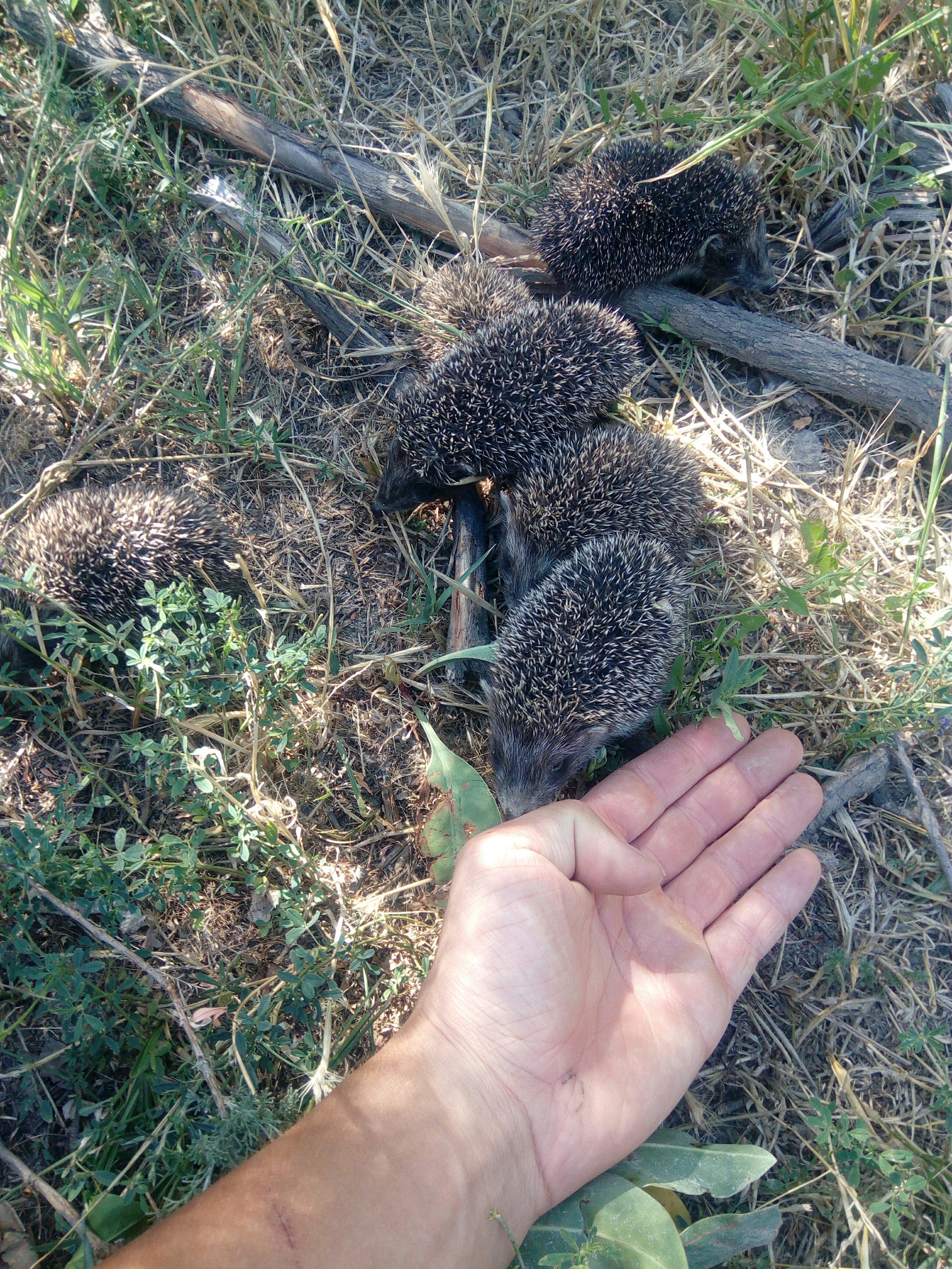 prickly balls - Hedgehog, Nature, Video, Longpost