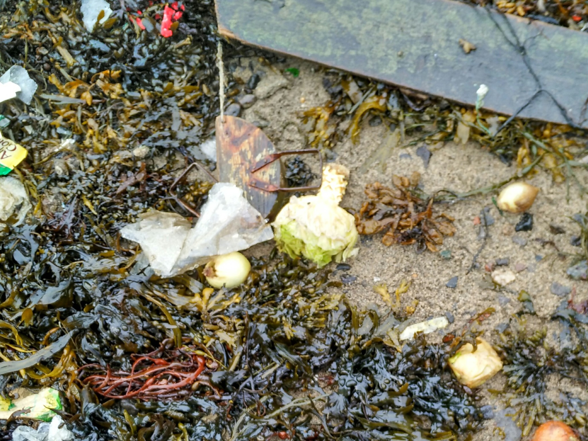 In Severomorsk, a soup set washed ashore. - My, Severomorsk, Kola Bay, Garbage, Vegetables, Longpost