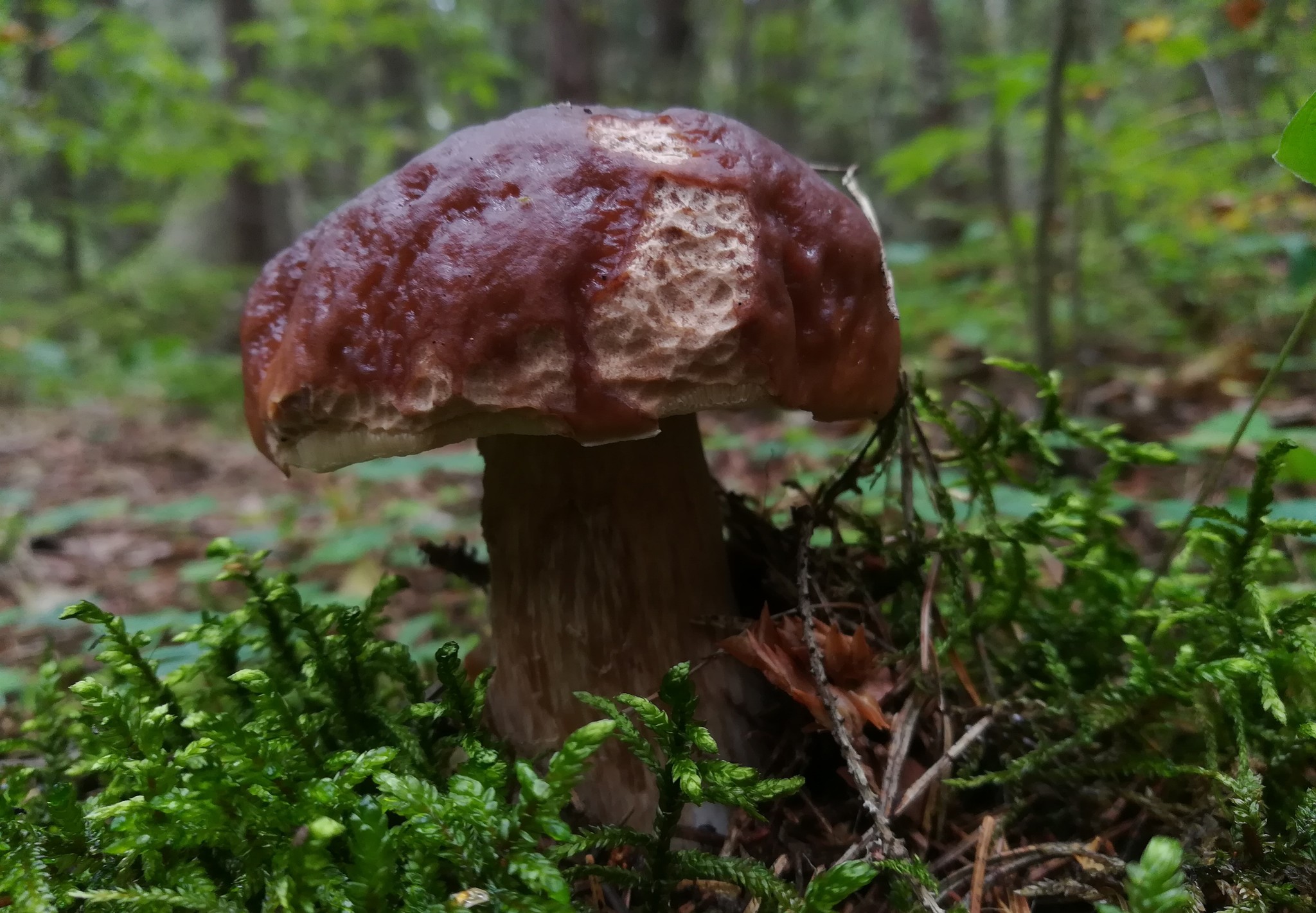 Walk in the woods - My, Forest, Mushrooms, Silent hunt, Raspberries, Porcini, White, Longpost