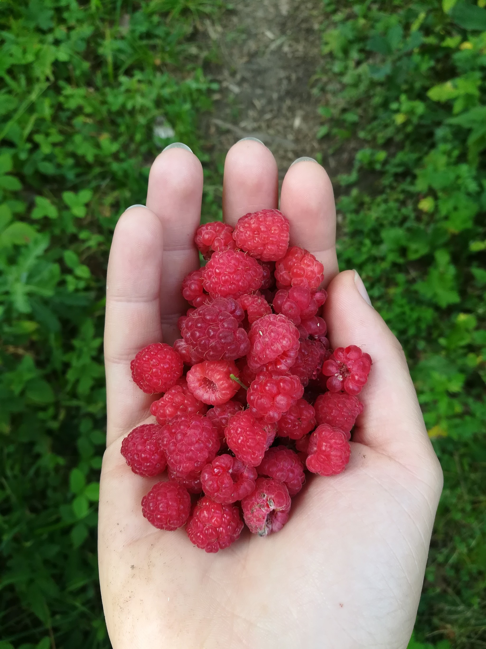 Walk in the woods - My, Forest, Mushrooms, Silent hunt, Raspberries, Porcini, White, Longpost