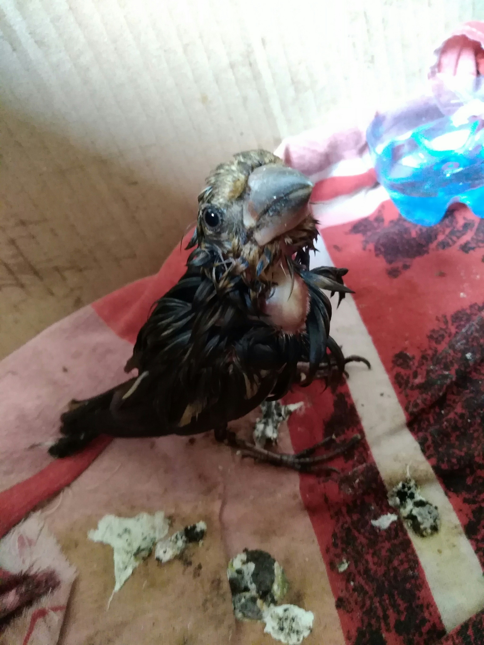 Saved a bird from bitumen. Who is and how to care? - My, Bitumen, The rescue, Help, What kind of bird?, Ornithology, Feeding, Longpost, No rating