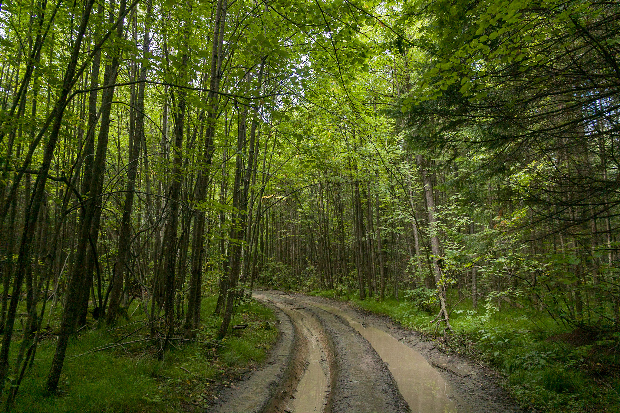 Path to Light. - My, Off road, SUV, Offroad, Swamp Walker, K-700, Ural, Lake, Nature, Longpost, Offroad