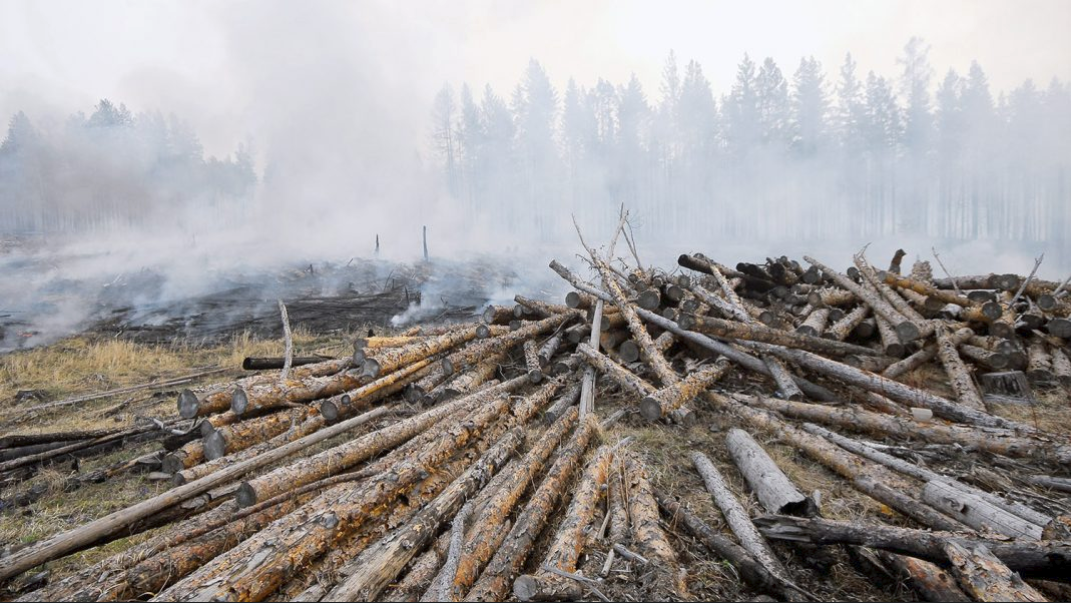 Prosecutor General's Office: in the Irkutsk region, illegal logging was concealed by forest fires - news, Irkutsk region, Fire, Forest fires, Negative