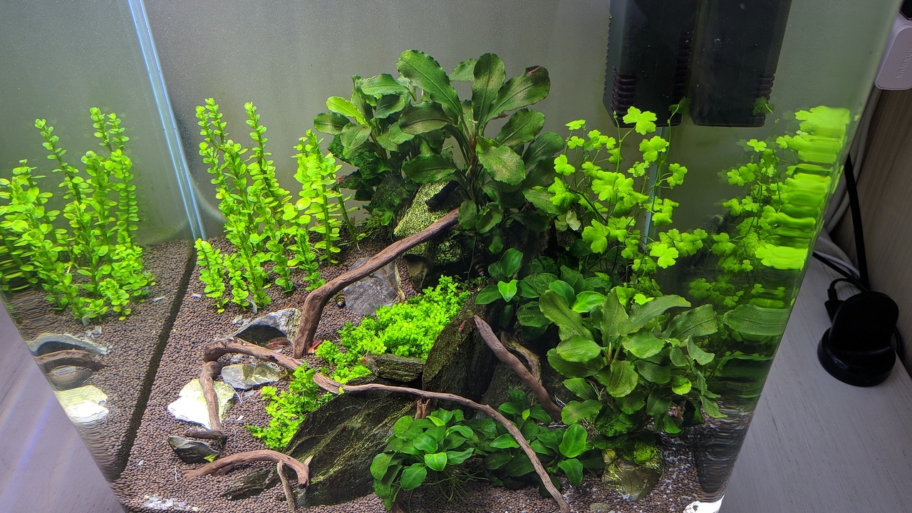 Redesign 18 liters - My, Aquarium, Nanoaquarium, Shrimps, Longpost