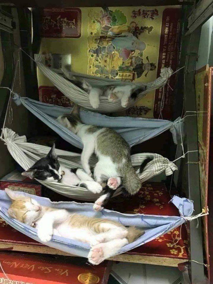 Sleep, darlings - cat, Kittens, Dream, Hammock, Care, Asia